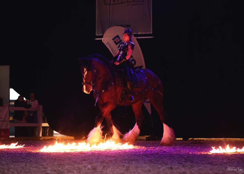 Hund und Pferd 2024 Gladiator Horses